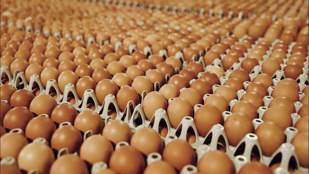 Vital Farms' Egg Central Station - YouTube - Vital Farms - Egg Central Station Photos