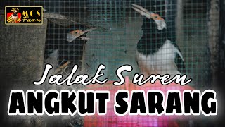 JALAK SUREN MEMBUAT SARANG | JALAK SUREN MEMBANGUN SARANG screenshot 5