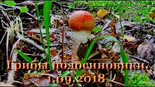 Грибы подосиновики. Собираем грибы. 1.09.2018. Грибы подосиновики. Собираем грибы. 1.09.2018.