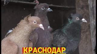 Бакинские голуби Целищева Юрия в Краснодаре!