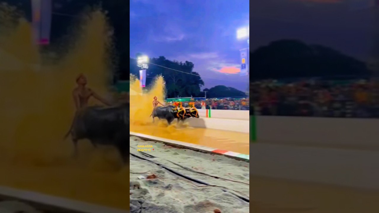 KAMBALA BANGALORE kambala fan kambala bangalore tulunadu buffalo kambala-bangalore-kambala-fan-kambala-bangalore-tulunadu-buffalo