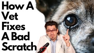 Fixing a Dogs Eye that has a bad ulcer