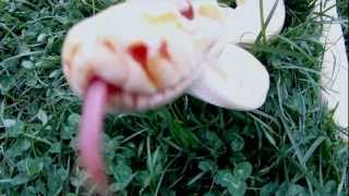 Dwarf and Half Dwarf Burmese pythons - TRAILER - www.dwarfpythons.com