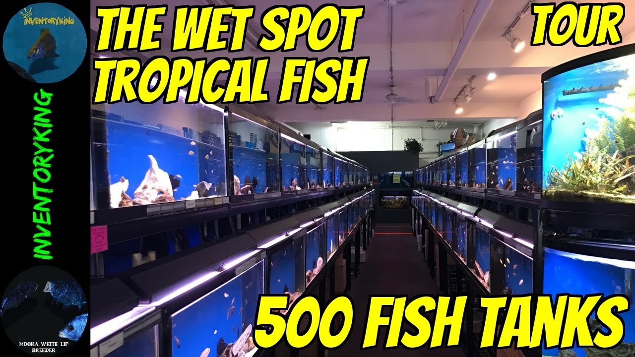 500 TANKS  Fish Store Tour  Fish TONS Of Fish  The Wet Spot Tropical Fish  Largest On West Coast