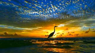Bird Songs sound effects, Nature Sounds Relaxing Nature: Forest Bird Sounds, sound effect