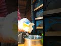Live Stream Title: Cheesy Draniki Cooking Show! 🧀🥔 #CheesyDranikiDelight