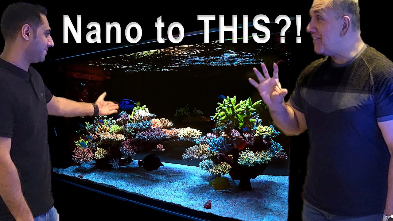 VargasReef Chronicles: представляем самый изысканный рифовый аквариум Кувейта!