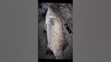 Chẽm 4kg sông Đồng Nai