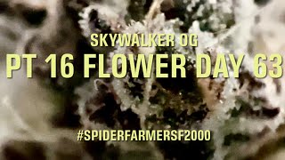 Skywalker OG Flower Day 63 #spiderfarmersf2000 EVO light with 6” clip fan and 4x2x6 grow tent