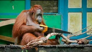 A Wild Orangutan Uses A Saw To Cut Branches! | BBC Earth Kids