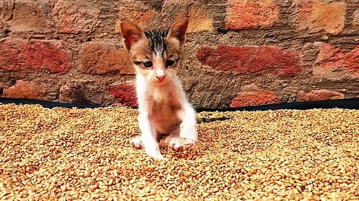 Video 9261981: cats kitten funny catlover, cats catlover kitten cute, kitten playing catlover