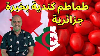 من بسكرة الى زراعة الطماطم في كندا