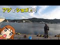 アジングとショゴ釣り