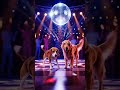 #disco #dog #funny #funnyvideo