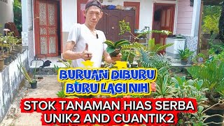 HURRY UP AND GET THEM WHILE YOU CAN‼️ UNIQUE AND BEAUTIFUL ORNAMENTAL PLANT RESTOCK