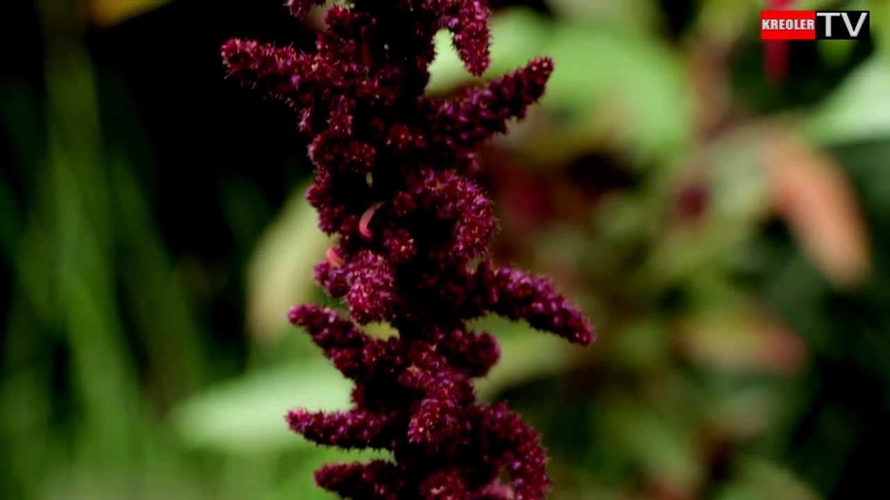 Acalypha Queue De Chat Youtube