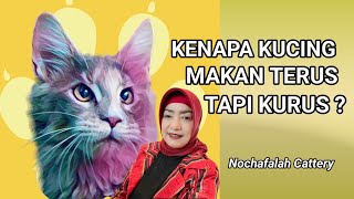 Kenapa kucing makan terus tapi kurus ? by Nova Nochafalah 98 views 7 months ago 6 minutes, 56 seconds