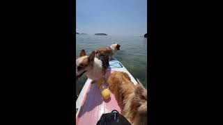 ☀️ LIVE📹 | Corgi's Ocean Adventure | Swimming, Splashing & Seaside Fun