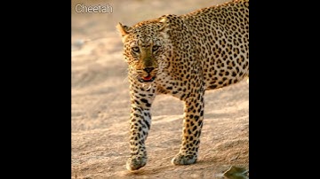 Cheetah attitude status | Cheetah vs leopard 😳💥 #shorts #viral