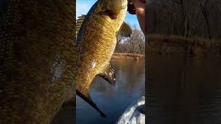 Ned Rig BIG Smallmouth Bass #fishing #shortvideos #shortsvideo #short #shorts #bassfishing
