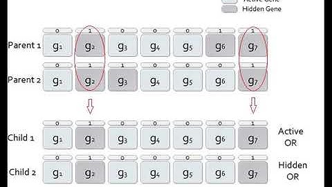Hidden Genes Genetic Algorithms (HGGA)