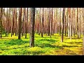 4K Forest Healing Sounds Soothing Birdsong And Greenery For Relaxation 