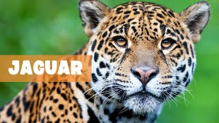 SHADOW OF THE RAINFOREST: EXPLORING THE LIFE CYCLE AND ECOLOGY OF THE JAGUAR