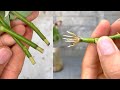 Try how to grow roses in aloe vera juice | Rose cuttings