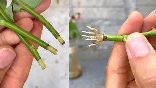 Try how to grow roses in aloe vera juice | Rose cuttings