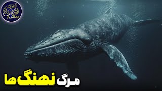 نهنگ ها وقتی میمیرن برای جسدشون چه اتفاقی میفته