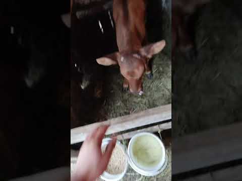 Video: Simmentálne kravy – pôvodom zo Švajčiarska