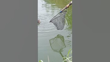 Mancing Strike Nila Babon #shorts #viral #fishing #mancing #video