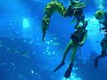 싱가포르 물속에서의 신년맞이 Underwater dragon dance in Singapore ahead of Lunar New Year