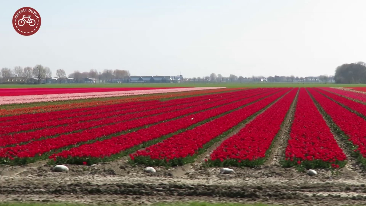 infrastructure as a service Cycling to the tulips
