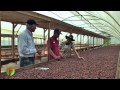 Fertilizantes de alta tecnología en el cultivo de cacao y aguacate