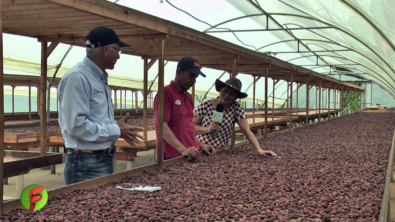 Fertilizantes de alta tecnología en el cultivo de cacao y aguacate