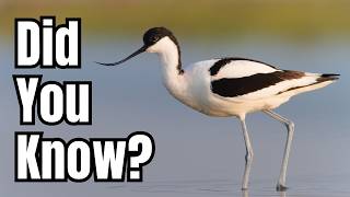 Most People Don't Know These Facts About Avocets