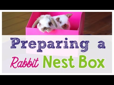 How to Prepare a Rabbit Nest Box