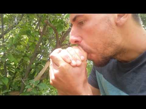 Dove call tutorial