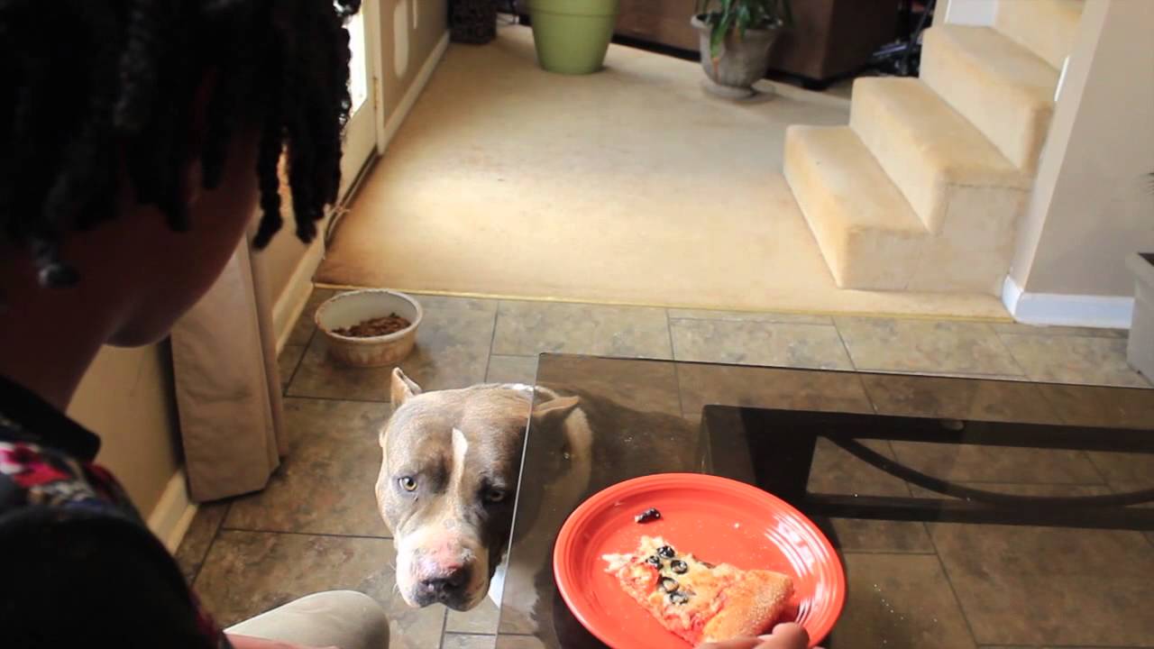 How to tell if you your dog is spoiled YouTube