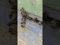 A quiet moment at the hive entrance while I inspect nearby colonies.