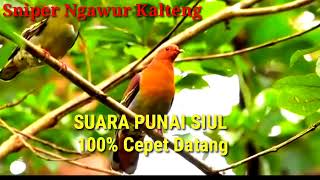 Suara Punai Siul 100%