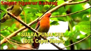 Suara Punai Siul 100%