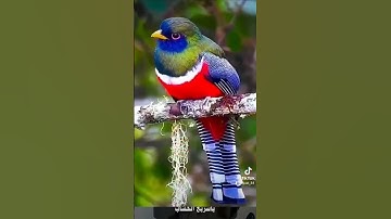 ايات قرءانية تريح النفوس والقلوب#قران كريم #دعاء #السعودية #مكه #المد #المصحف