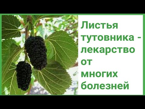 Настойка листьев тутовника - лекарство от многих болезней