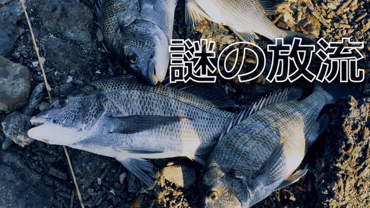 クロダイ（チヌ）の放流について - YouTube