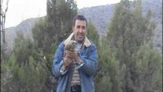 tuzakla keklik avı (seyd ahmettin) av keklikleri part-9