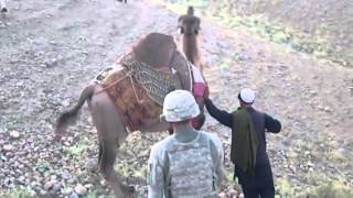 Смешное видео: верблюд Смешное видео: верблюд