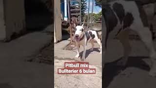 Pitbull Mix Bullterier Umur 6 Bulan