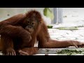 This Young Orangutan is Famous for Cutting Class